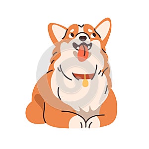 Cute Corgi breed dog. Obedient canine animal, pup. Purebred funny puppy lying and waiting with obedience. Adorable