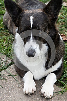 cute corgi cardigan is lying on the grass in summer