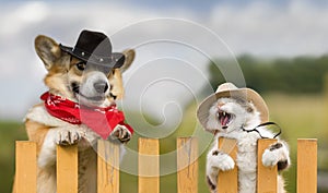 Cute corgi dog and fluffy cat in cowboy hats peek out from behind the fence at the farm