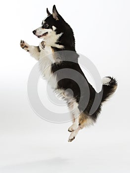 Cute corgi dog jumping isolated on white.