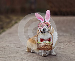 cute corgi dog puppy in Easter bunny ears and festive glasses sitting in a spring garden on the grass with a basket of eggs in