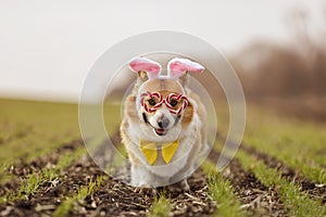 Cute corgi dog puppy in Easter bunny ears runs through a green spring field