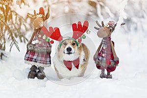 Cute corgi dog puppy in masquerade horns with a pair of Santa`s toy reindeer stands in the New Year`s park in the snow