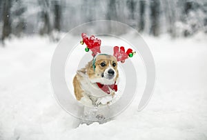 cute a corgi dog puppy in red reindeer Christmas horns stands in a white snowdrift in a winter park