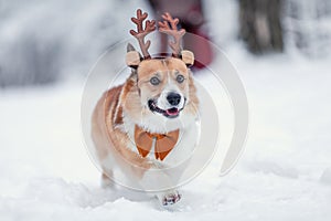 cute a corgi dog puppy in reindeer Christmas horns runs merrily through the white snow photo