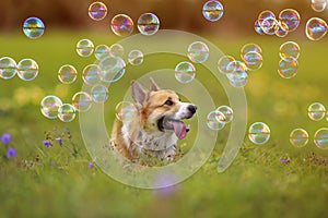 cute Corgi dog puppy walks on a green meadow on a Sunny summer day and watches the bright soap shiny bubbles