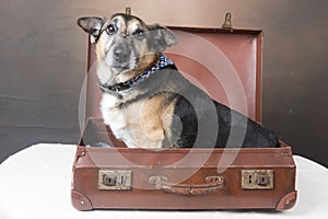 Cute Corgi dog sitting inside an old fashioned suitcase