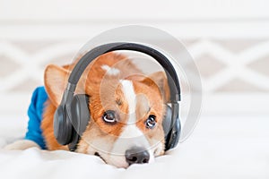 Cute corgi dog in stylish blue bomber jacket sitting and wireless headphones