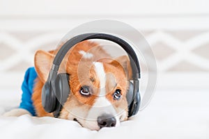 Cute corgi dog in stylish blue bomber jacket sitting and wireless headphones photo