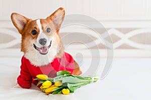 Cute corgi dog in stylish red bomber jacket sit near tulip flowers. Concept pet fashion, mothers day, valentines day