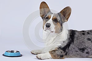 Cute corgi dog of unusual merle color black, white, ginger and grey spots lies in front of the empty blue bowl, waiting for food