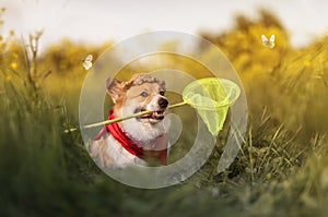 Cute corgi puppy in a panama hat catches butterflies with a net in a summer flowering meadow
