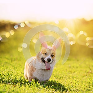 Cute corgi puppy walks in Easter bunny ears on a green spring meadow in the bright rays of the sun