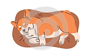 Cute corgi sleeping on pet s bed, soft pillow. Adorable funny sleepy puppy dreaming, lying and relaxing on doggy cushion