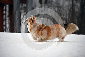 A cute corgi squeezed his eyes shut with pleasure for a walk. Happy dog.