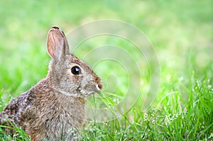 Cute Cottontail bunny rabbit munching grass