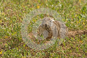 Cute Cottontail Rabbit in a Grass Field