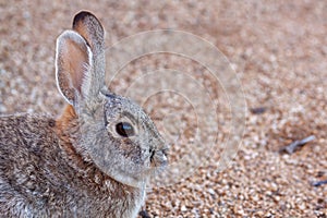 Cute Cottontail Rabbit Portrait