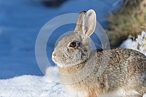Cute Cottontail Rabbit