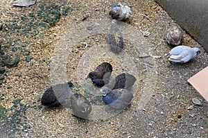 Cute Coturnix adansonii birds of various colors scratching the ground in the enclosure