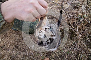 Cute country multicolor cat eating fish with appetite on the ground