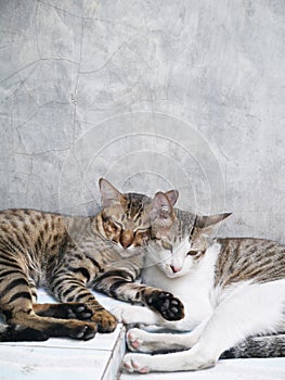 Cute couple cats sleeping together grey concrete background