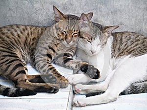 Cute couple cats sleeping together grey concrete background