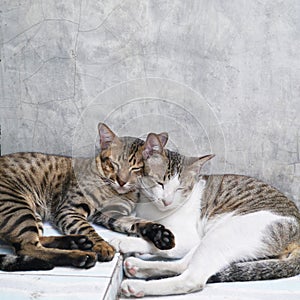 Cute couple cats sleeping together grey concrete background