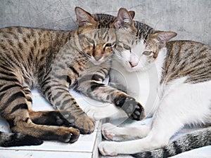 Cute couple cats sleeping together grey concrete wall