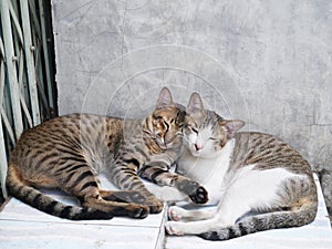 Cute couple cats sleeping together grey concrete background