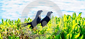 A Cute Couple Of Exotic Black Birds