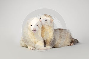 Cute couple of ferrets on gray background