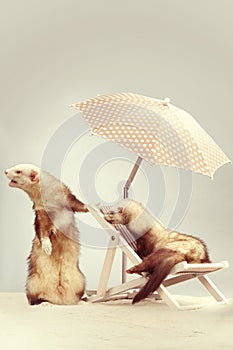 Cute couple of ferrets - portrait on beach chair in studio
