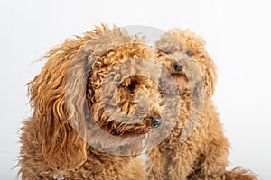 Cute couple of hairy poodles in studio