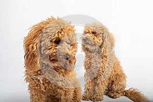 Cute couple of hairy poodles in studio