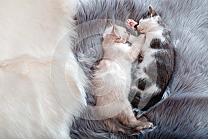 Cute Couple little happy kittens in love sleep together on gray fluffy plaid. Two cats pets animal comfortably sleep