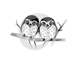 Cute couple of owls on branch isolated on white