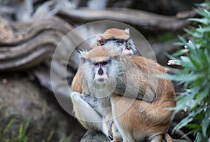 Cute couple - patas monkeys at San Francisco Zoo photo