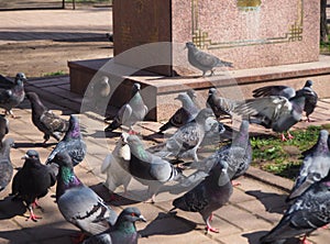 Cute couple of pigeon are standing in the crowd of birds on the street