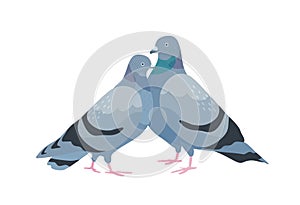Cute couple of pigeons. Female and male birds in love standing together. Pair of sweetheart animals isolated on white