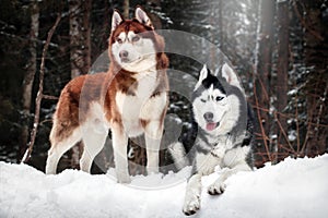 Cute couple of Siberian huskies dogs walking in winter forest