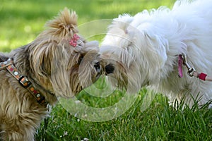 Cute couple of small furry dogs in love