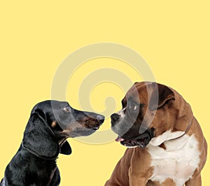 Cute couple of teckel and boxer dog looking at each other