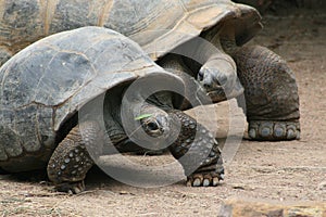 Cute Couple Of Tortoises