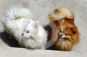 A cute couple of white and caramel German Spitz dogs photo