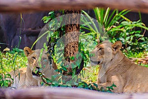 Cute couple of white lions