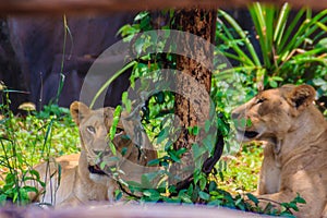 Cute couple of white lions