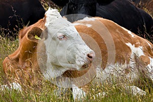 Cute Cow