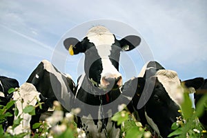 Un hermoso blanco y negro de la leche de vaca retrato de la cabeza con lindo expresión de pie en un rebaño en una granja de la pradera exterior.