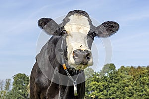 Cute cow, black and white looking at camera, black nose, in front of a blue sky